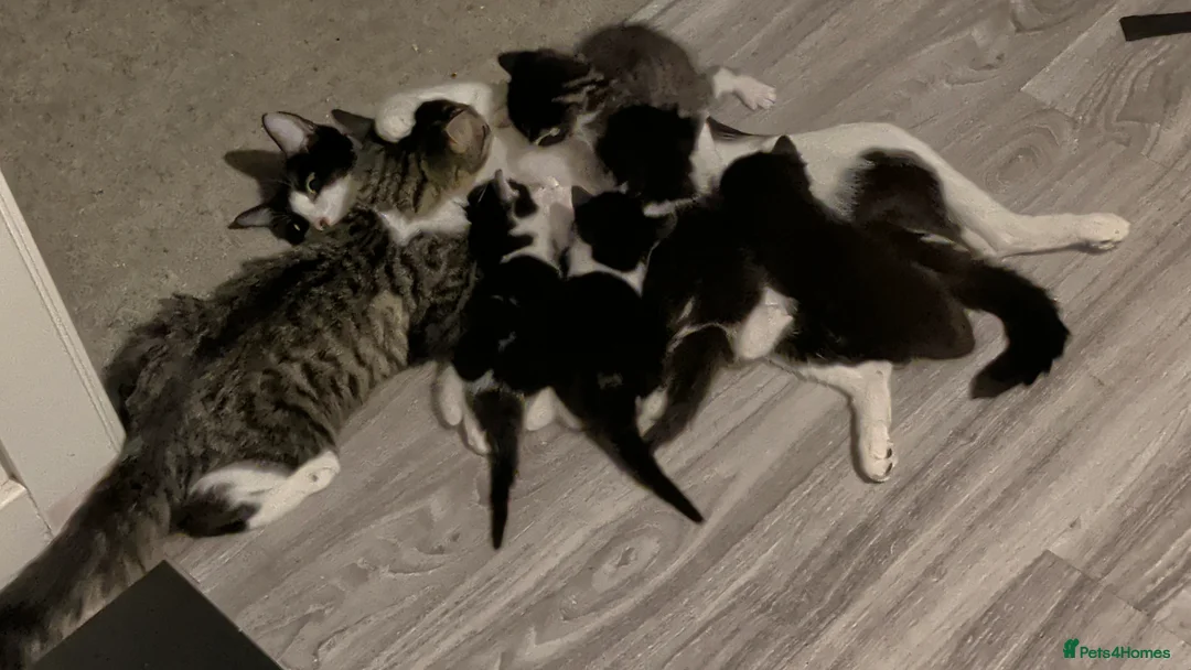 Mixed Breed cats for sale:  kittens for sale  in Newbury - Advert 6