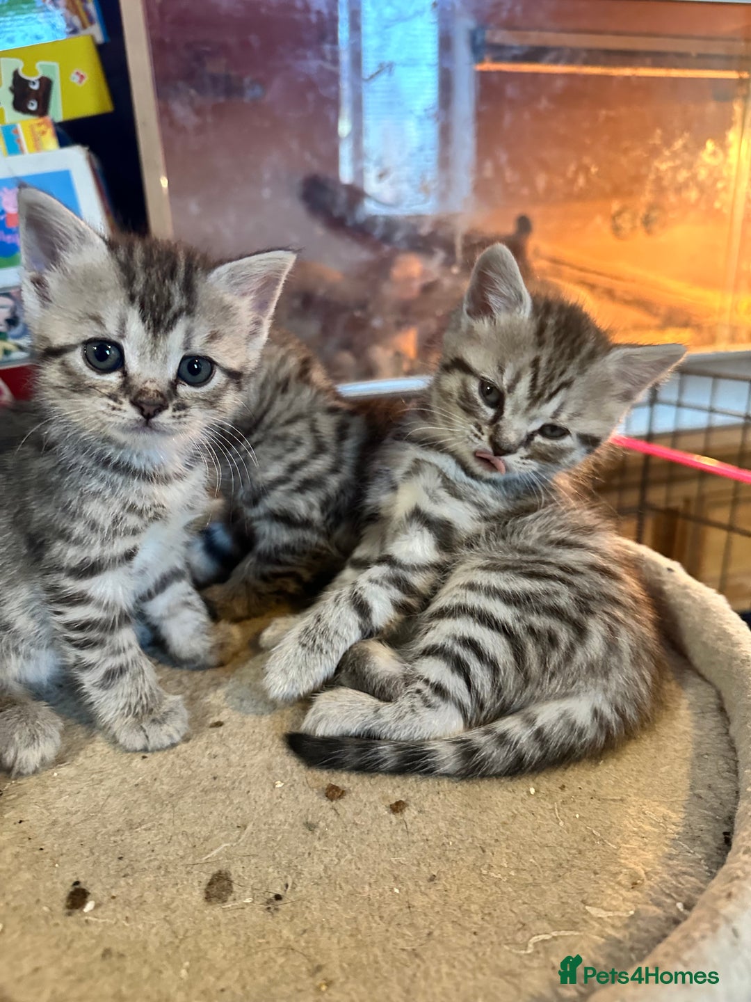 British Shorthair cats for sale: Cute British shorthair kittens - Advert 8