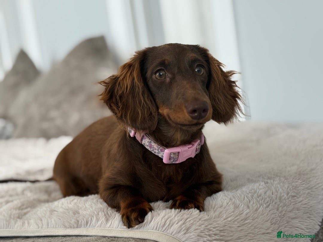 Miniature Dachshund dogs for sale: ⭐️KC Registered long-haired miniature dachshund⭐️ - Image 6