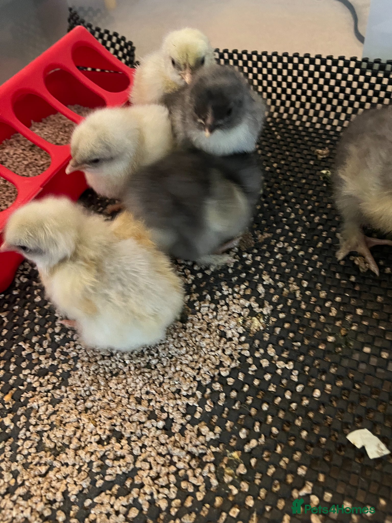 Chickens poultry Maran and La Bresse day old chicks - Advert 5