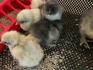 Chickens poultry Maran and La Bresse day old chicks - Advert 4