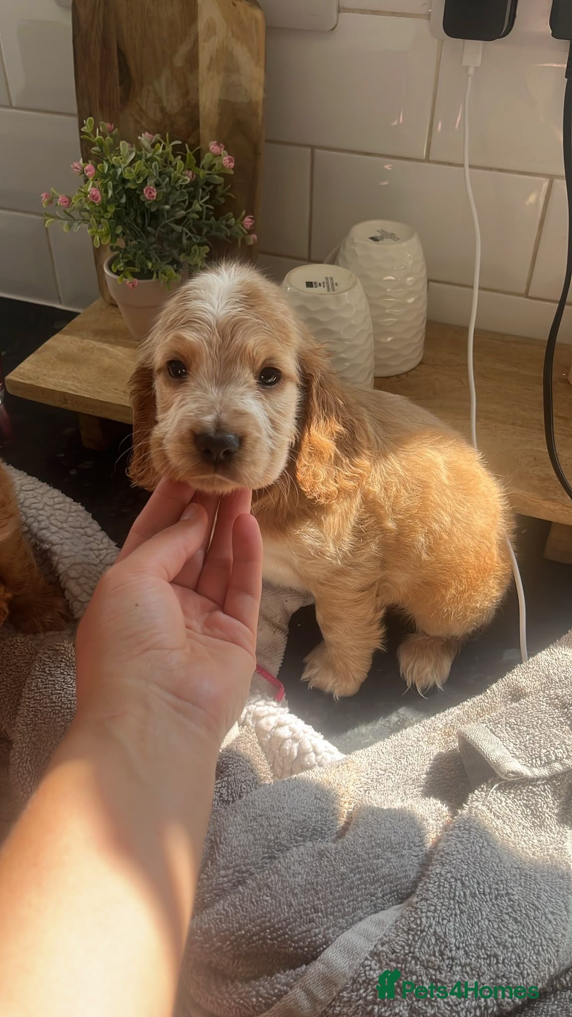 Cocker Spaniel dogs Show Type Cocker Spaniels  - Advert 1