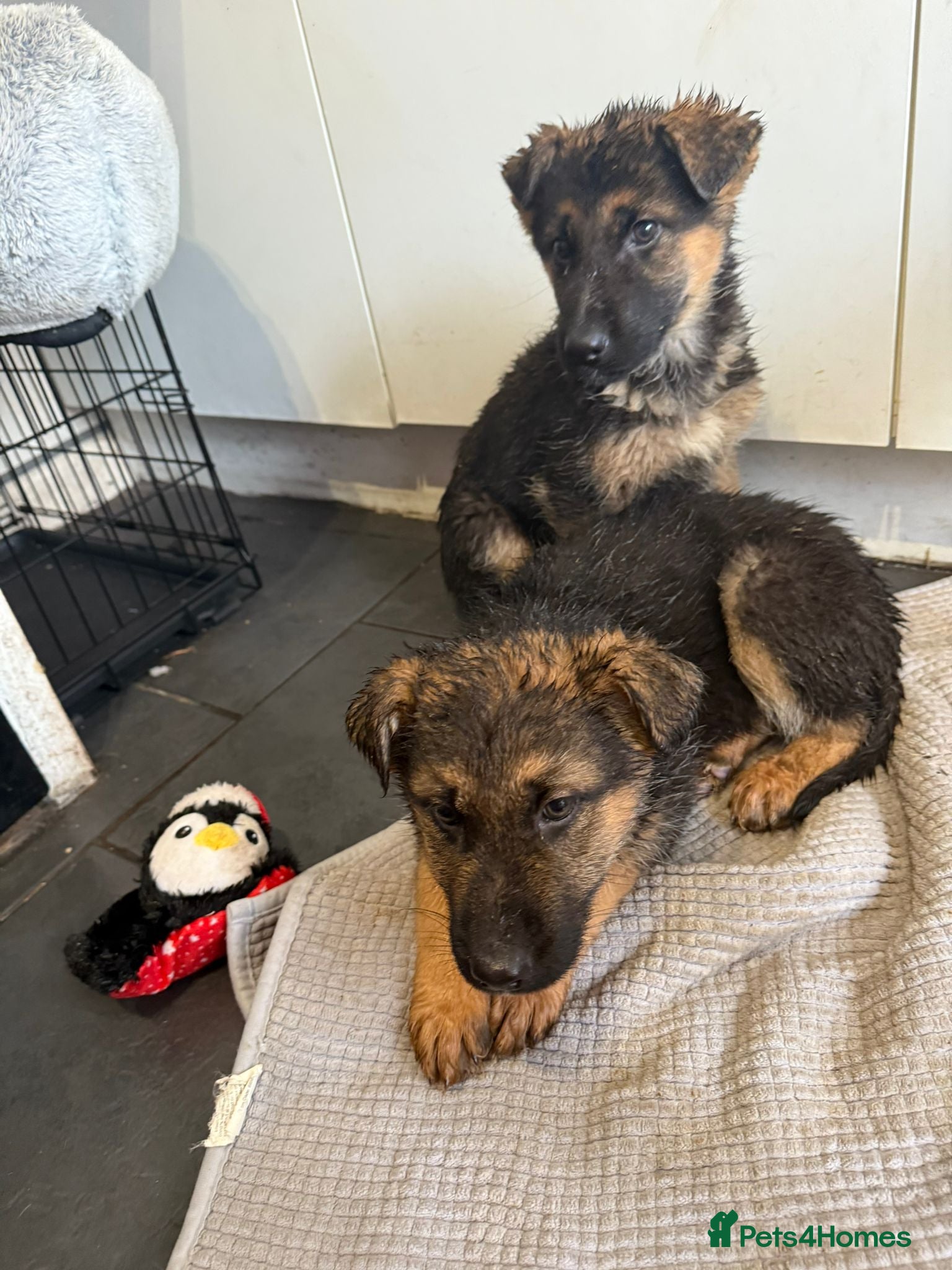 German Shepherd dogs German shepherd puppies - Advert 7