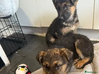 German Shepherd dogs German shepherd puppies - Advert 7