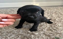 Mixed Breed dogs for sale: Gorgeous puppies  - Image 8