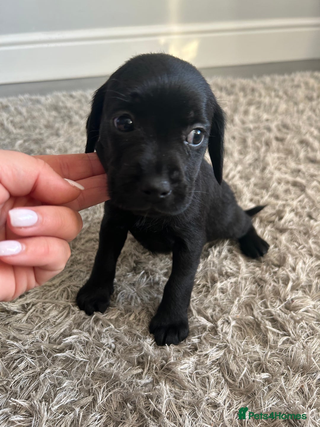 Mixed Breed dogs for sale: Gorgeous puppies  - Image 8