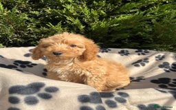 Cockapoo dogs for sale: 5 lovely f1 cockapoos  - Image 14