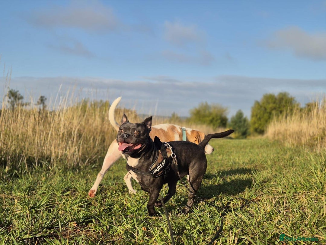 Mixed Breed dogs for stud: Blue, staff x frenchie - Advert 4