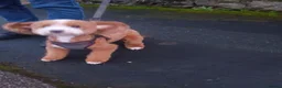 Cavapoo dogs for sale: F1BB Cavapoo pups - Advert 29