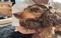 Cocker Spaniel dogs for sale: Show cockers KC DNA checked parents - Image 4