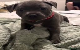 Staffordshire Bull Terrier dogs for sale: Stunning KC Blue Staffordshire Bull Terrier Pups - Image 9