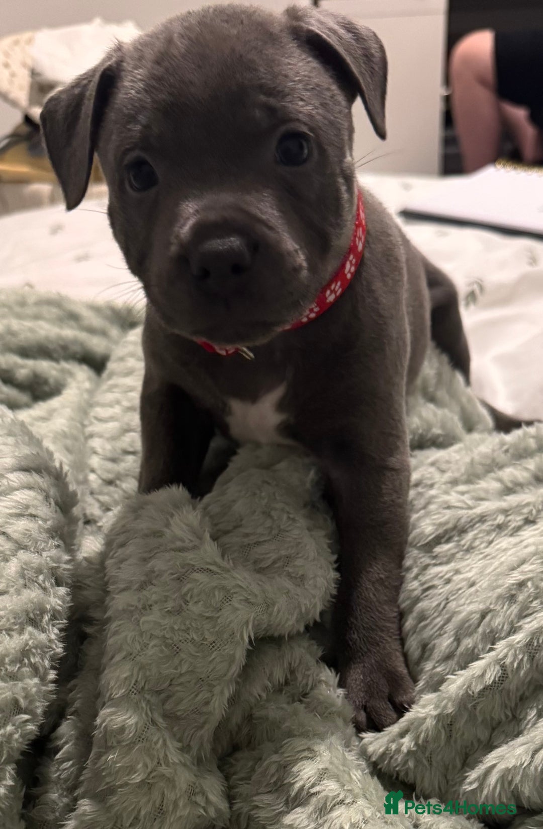 Staffordshire Bull Terrier dogs for sale: Stunning KC Blue Staffordshire Bull Terrier Pups - Image 9