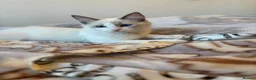 Ragdoll cats for sale: Adorable White Ragdoll Male - Advert 10