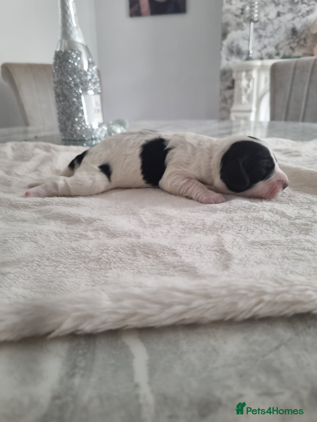 Cocker Spaniel dogs for sale: Stunning litter of cocker spaniels  - Image 3