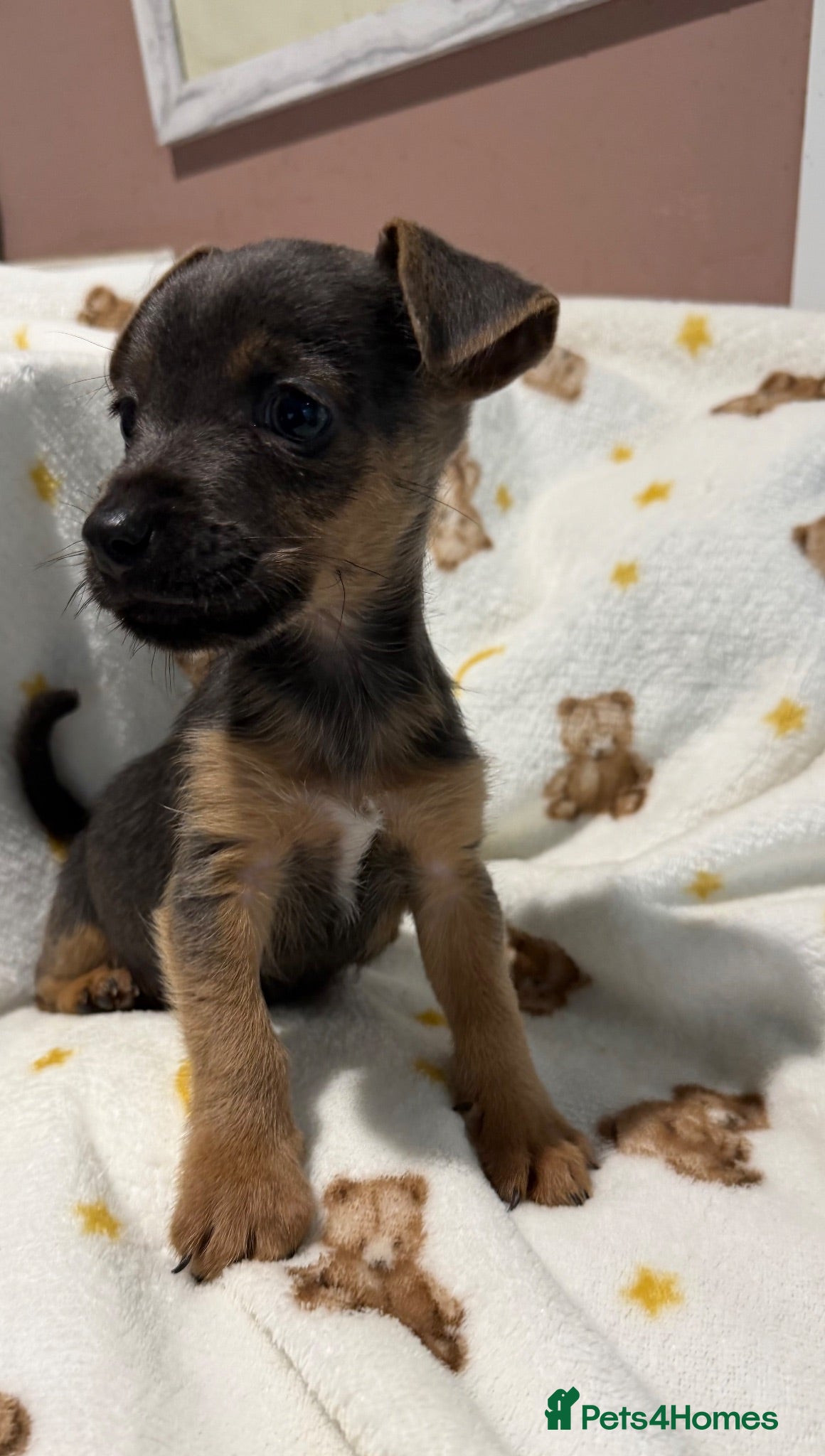 Jack Russell dogs Much Wenlock stunning puppy  - Advert 1