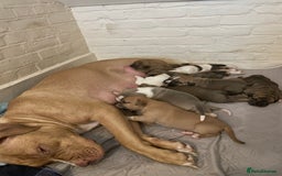 Mixed Breed dogs for sale: READY TO LEAVE! Presa X Doberman- 4 remaining!! - Advert 2