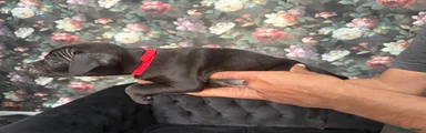 Staffordshire Bull Terrier 6