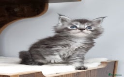 Maine Coon cats for sale: Pedigree GCCF Maine Coon Kitten available  - Image 14