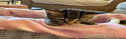 Domestic Shorthair cats for sale: Beautiful kittens for sale - Advert 18