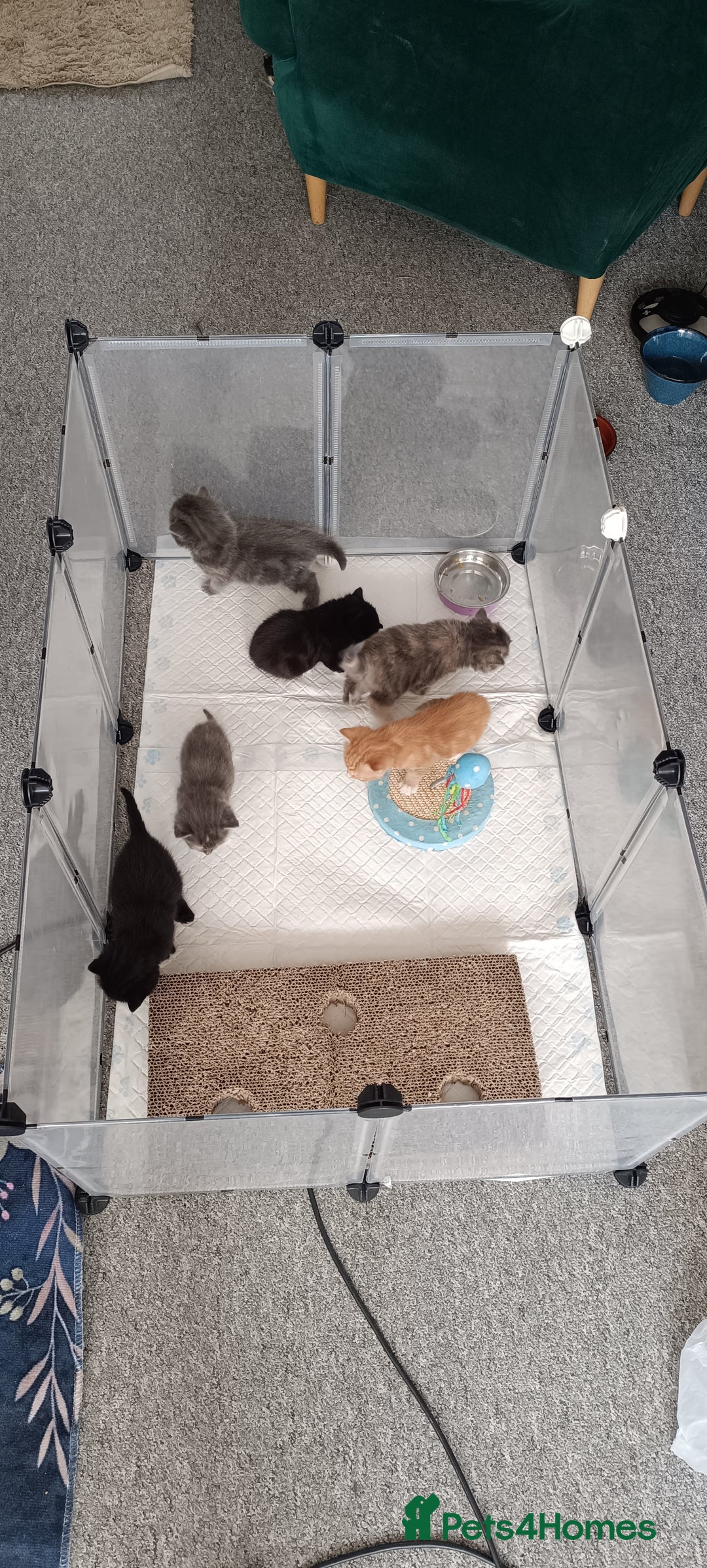 Mixed Breed cats for sale: Gorgeous kittens  - Image 5