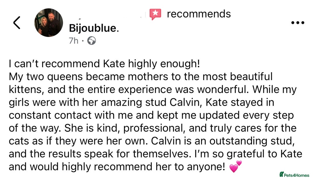 British Shorthair cats for stud: Exclusive Import • World-Class Type - Advert 11