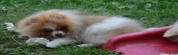 Pomeranian dogs for sale: PACO - Beautiful Pomeranian Boy - Advert 38