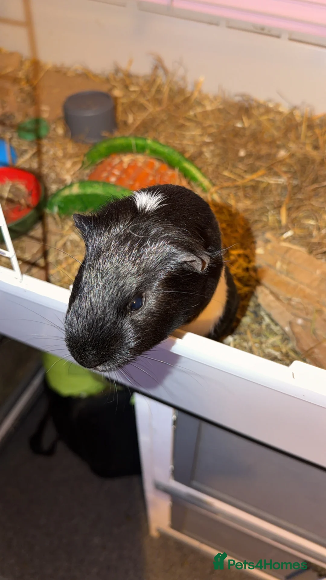 Guinea Pig rodents for sale: Two male gunnea pigs need a loving home in Coventry - Advert 4