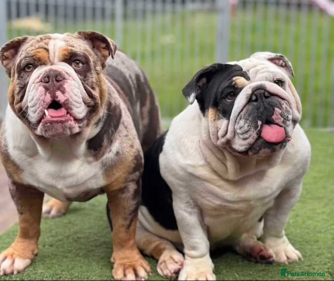 English Bulldog dogs for stud:  English bulldog health tested proven  in Newcastle upon Tyne - Image 5