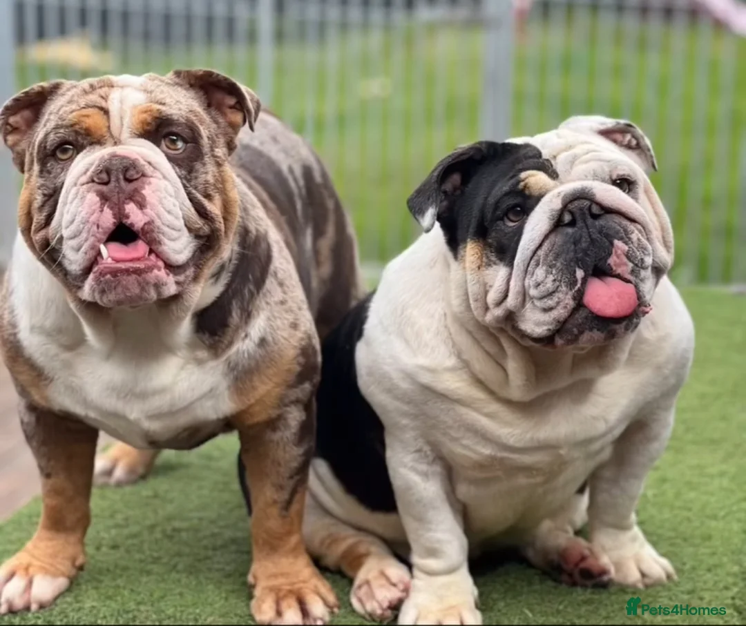 English Bulldog dogs for stud:  English bulldog health tested proven  in Newcastle upon Tyne - Advert 6