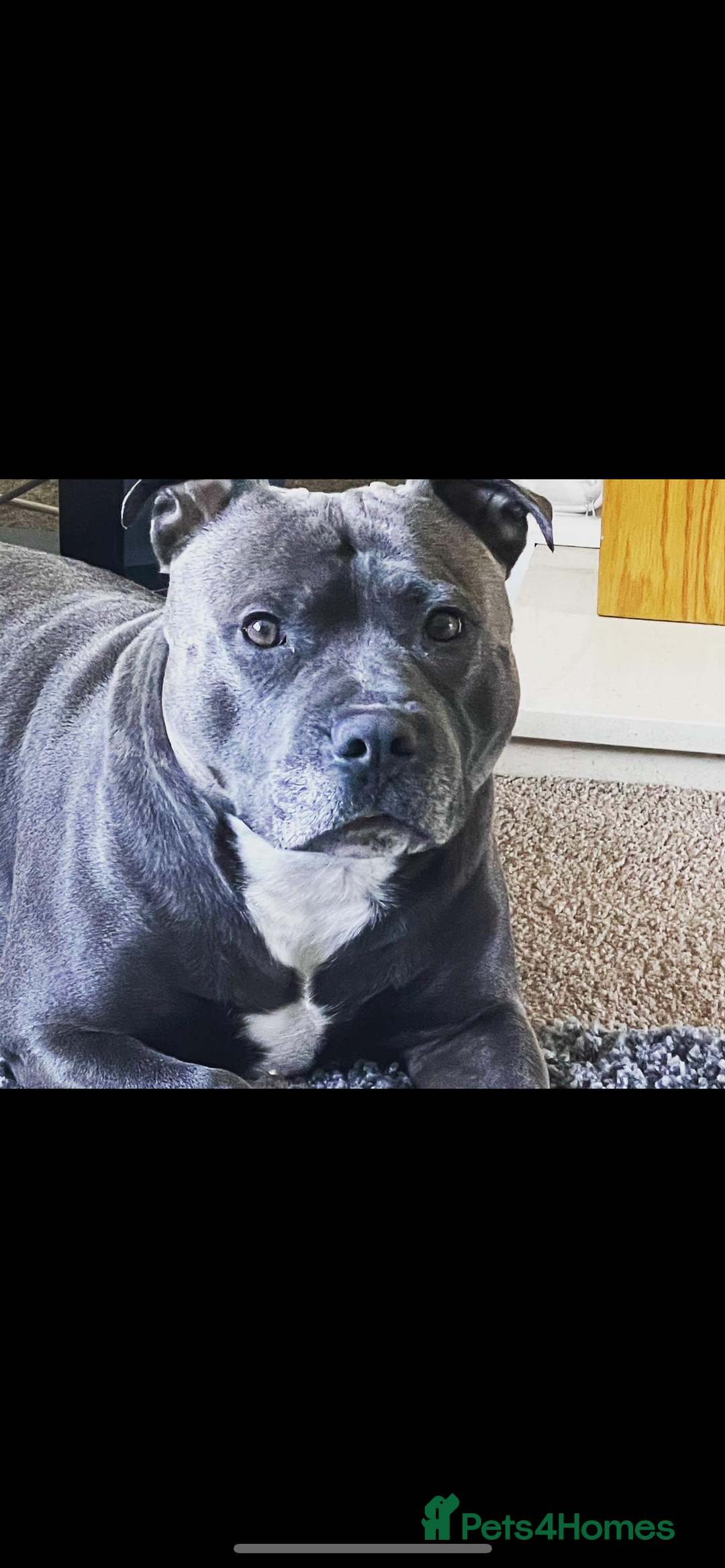 Staffordshire Bull Terrier dogs for sale: Blue Staffordshire bull terrier  - Advert 2