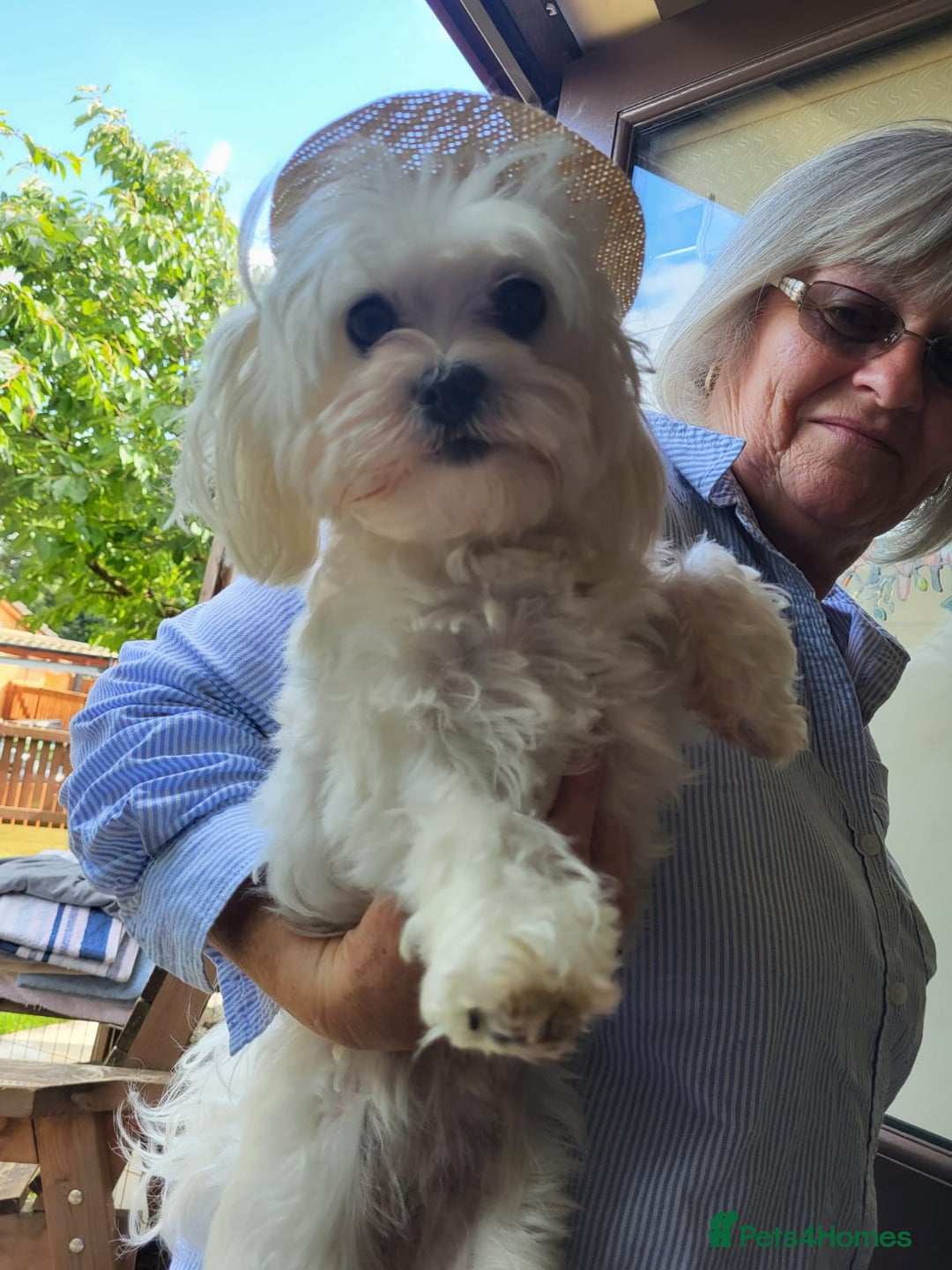 Maltese dogs for stud: Scottish Romeo waiting for Juliet  in Livingston - Image 2