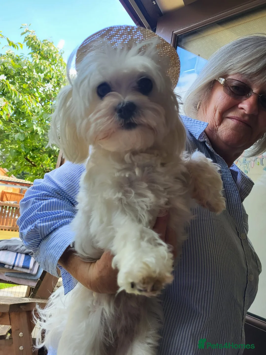 Maltese dogs for stud: Scottish Romeo waiting for Juliet  in Livingston - Advert 2