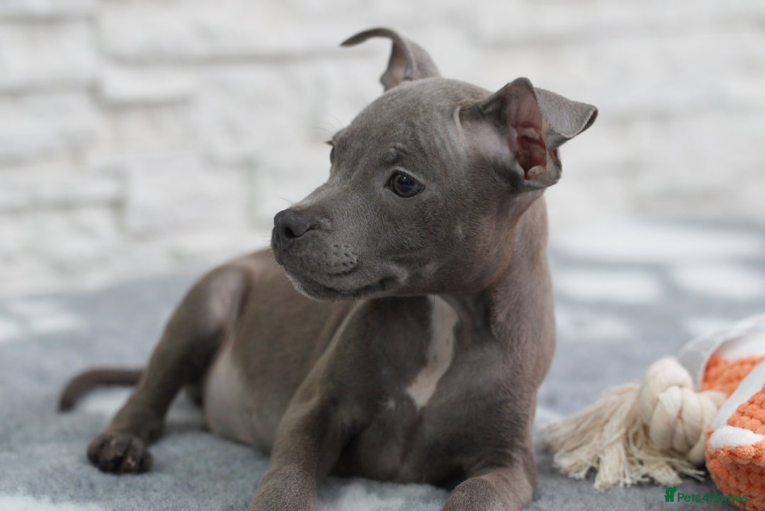 Staffordshire Bull Terrier dogs for sale:  Staffy Puppies 🐶  - Image 4