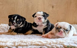 English Bulldog dogs for sale: 🐾 Adorable English Bulldog Puppies Ready! 🐾 - Image 3