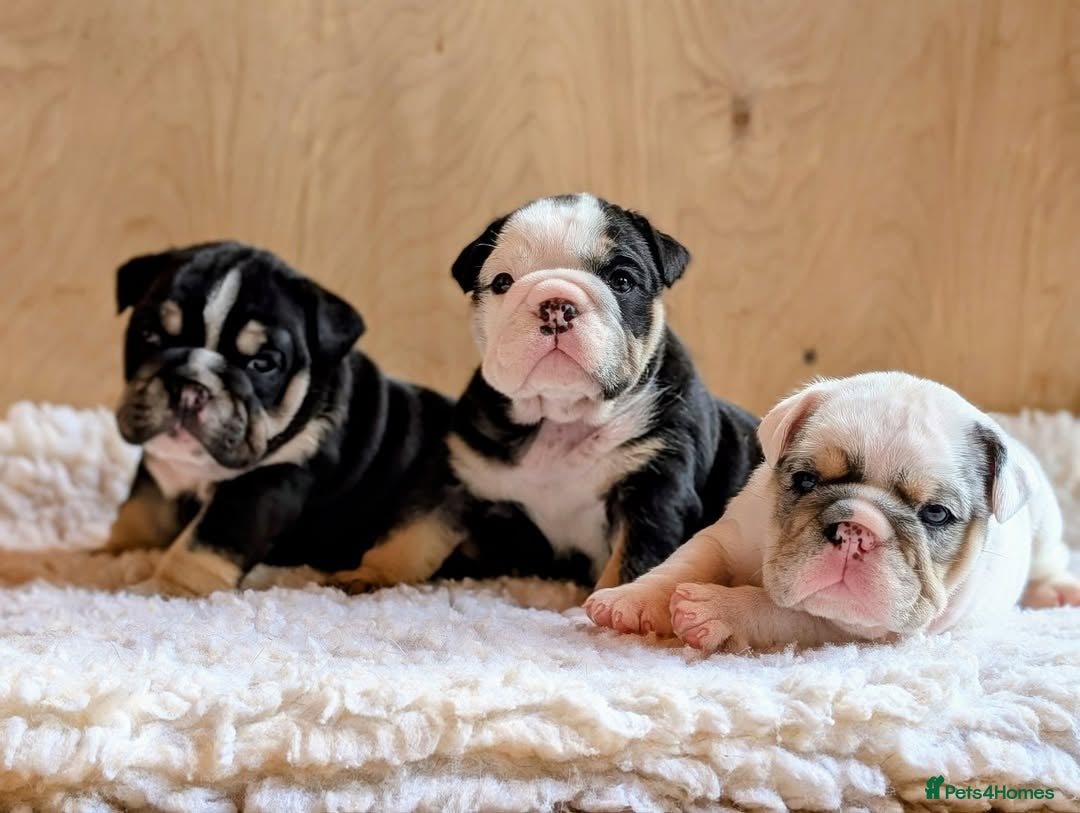 English Bulldog dogs for sale: 🐾 Adorable English Bulldog Puppies Ready! 🐾 - Image 3