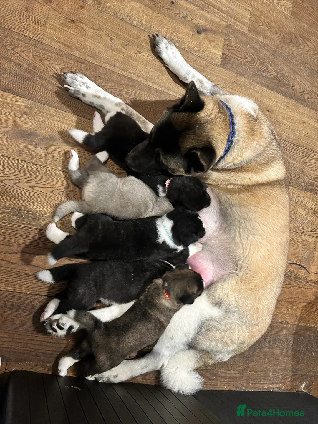 Akita dogs for sale: American Akita Puppy - Advert 14