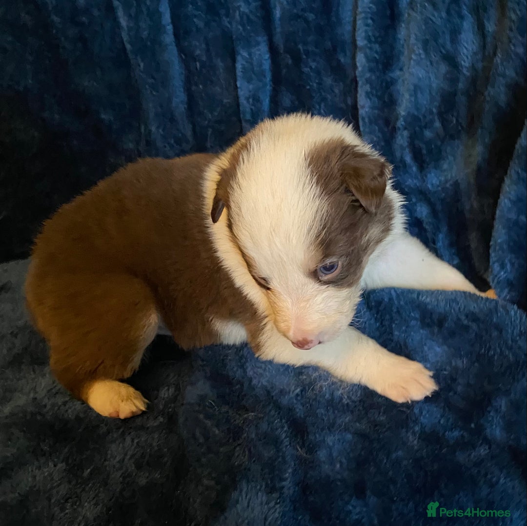 Border Collie dogs for sale: Quality Red, White & Gold Border Collie Pups - Advert 11