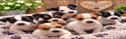 Jack Russell dogs for sale: Jack Russell pups - Advert 4