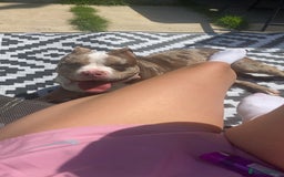 American Bully dogs for sale: Myla Merle  - Image 3
