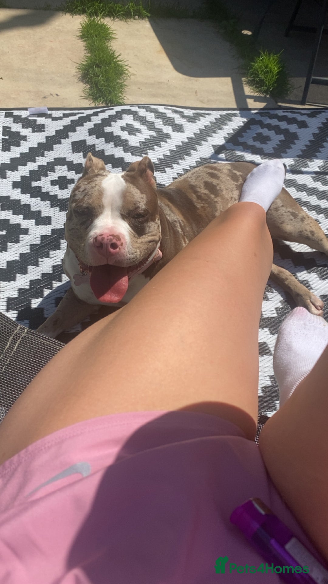 American Bully dogs for sale: Myla Merle  - Image 3