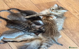 Mixed Breed cats for sale: Cutest kittens!  - Image 10