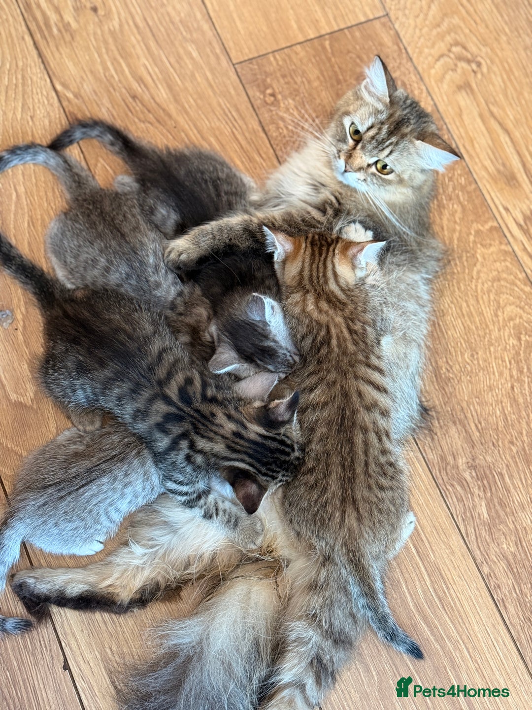 Mixed Breed cats for sale: Cutest kittens!  - Image 10