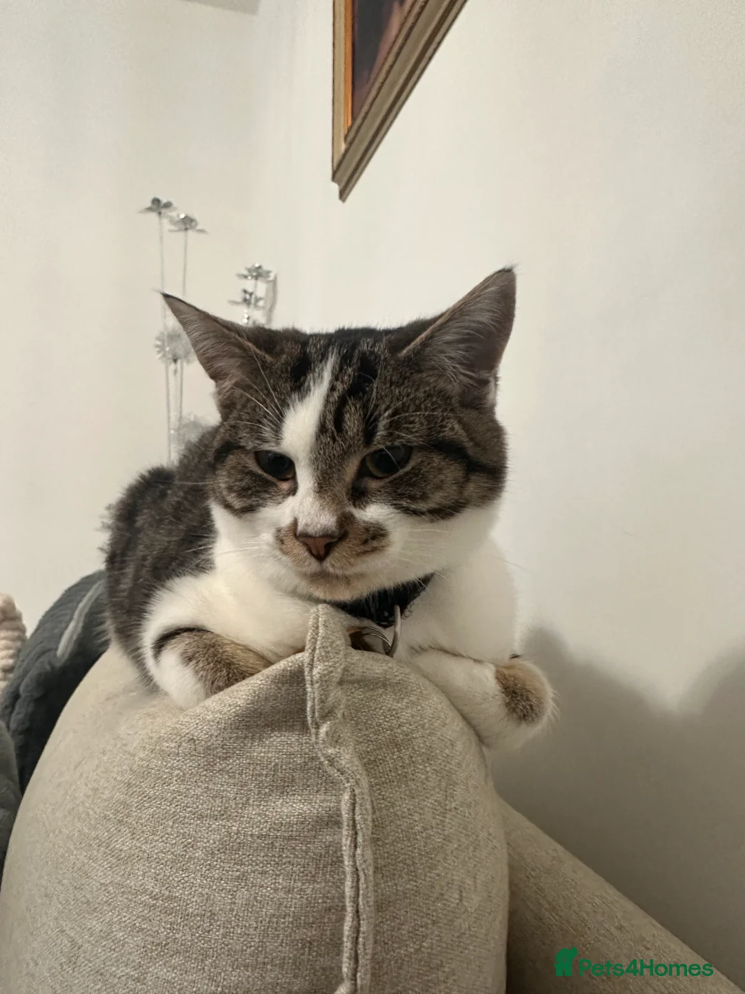 Domestic Shorthair cats for sale: Adorable Kitten for sale - Advert 2