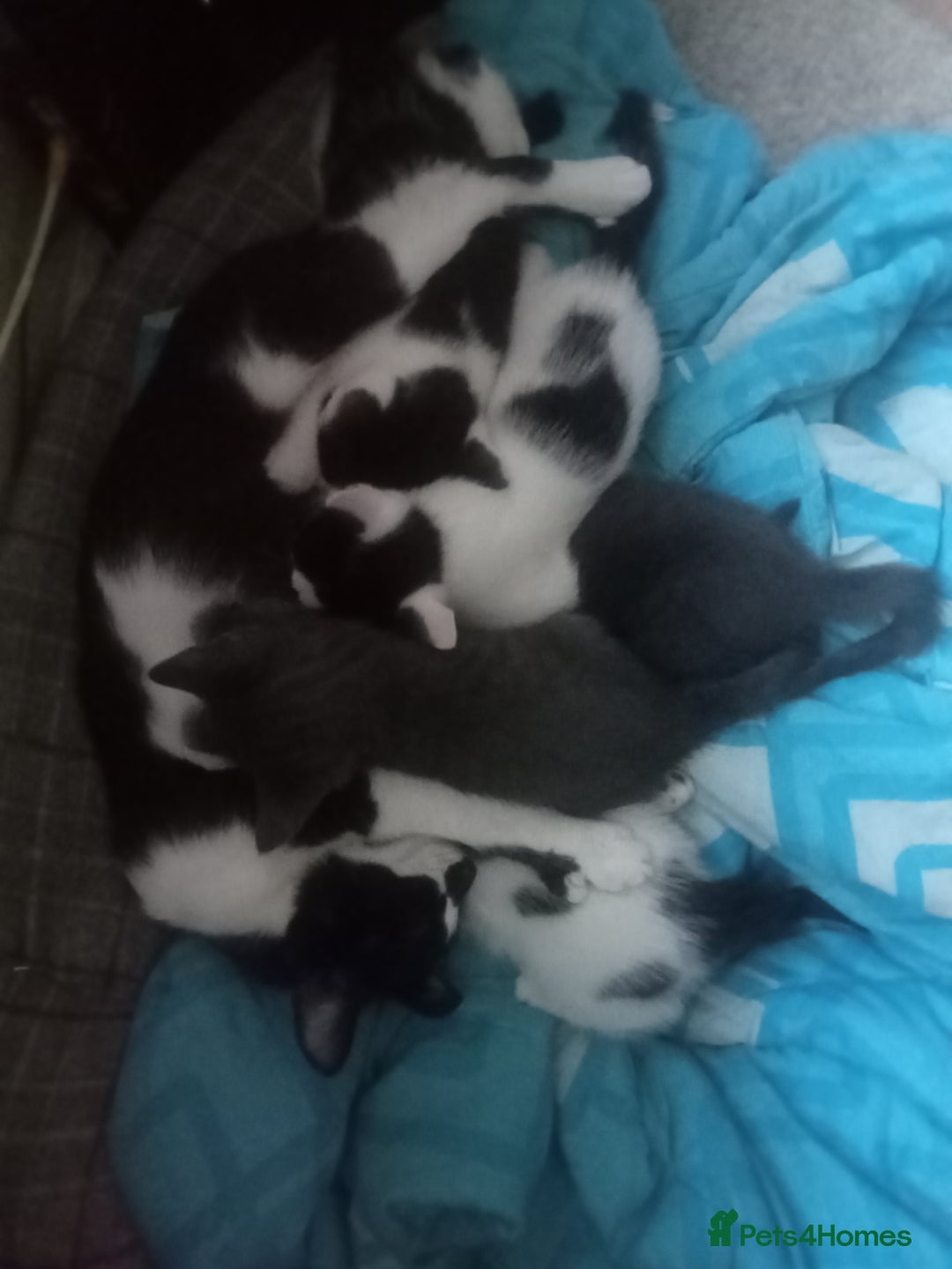 Mixed Breed cats for sale: Kittens ready for new home  - Image 4