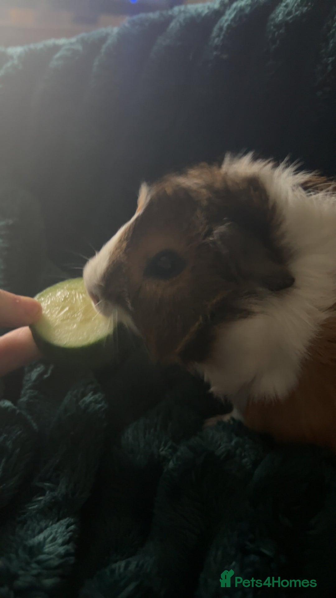 Guinea Pig rodents for sale: guinea pig  - Advert 6