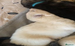 German Shepherd dogs for sale: Stunning litter of German shepherds  - Image 11