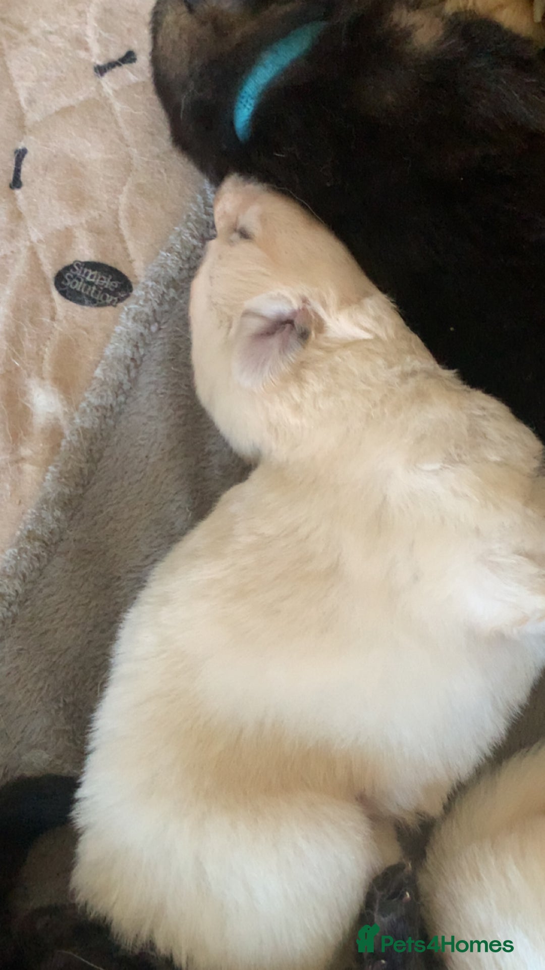 German Shepherd dogs for sale: Stunning litter of German shepherds  - Image 11