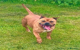 Staffordshire Bull Terrier dogs for sale: 7 Red Staffordshire Bull Terrier pups  - Advert 16