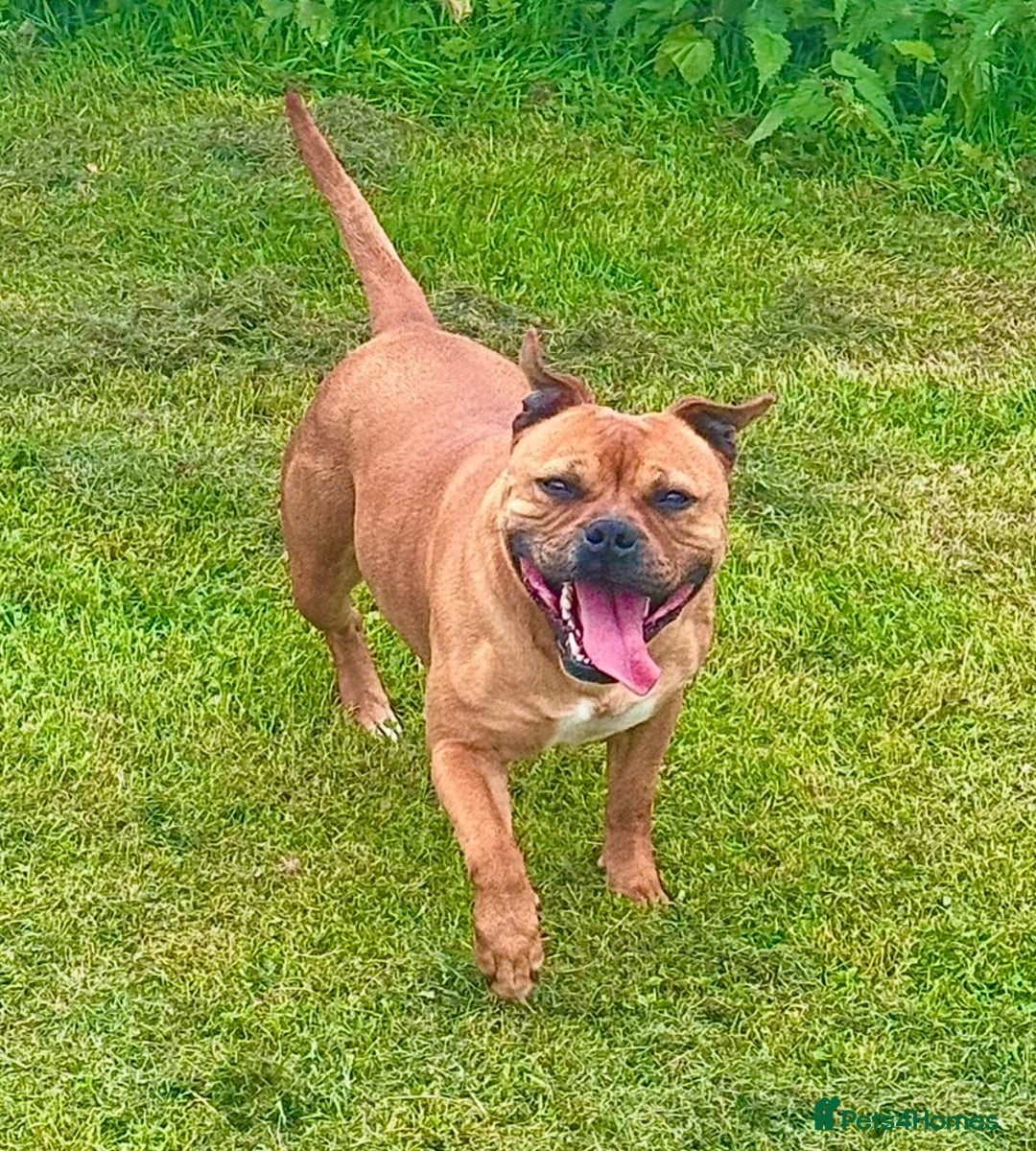 Staffordshire Bull Terrier dogs for sale: 7 Red Staffordshire Bull Terrier pups  - Advert 16