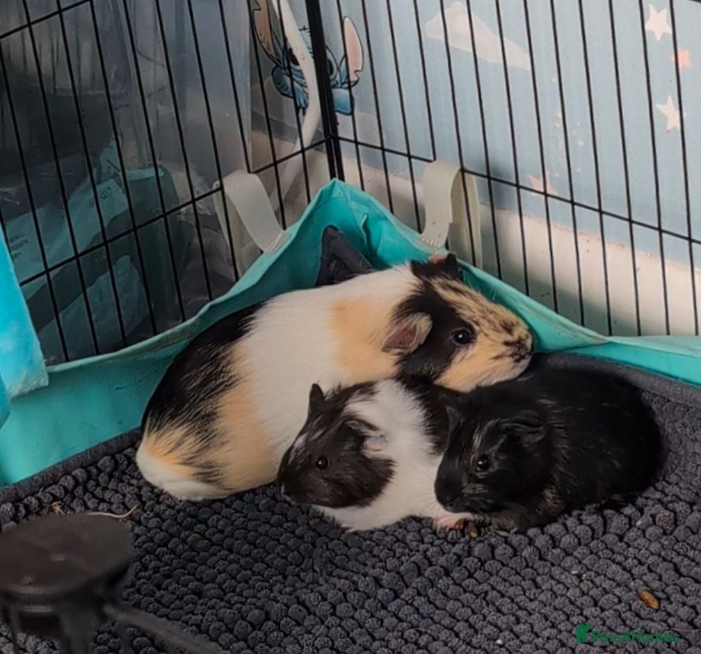 Guinea Pig rodents Three beautiful bonded boars for sale. - Advert 1